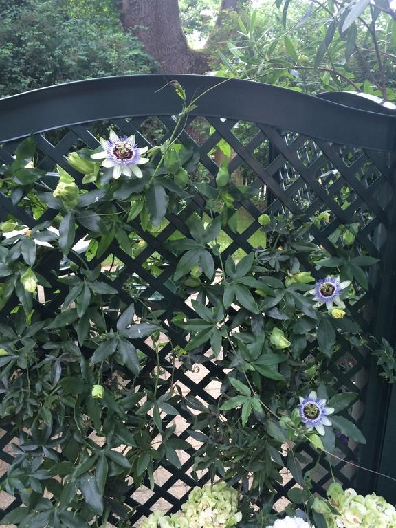 Exquisites Gartenapartment In Eleganter Jugendstilvilla 비엔나 외부 사진