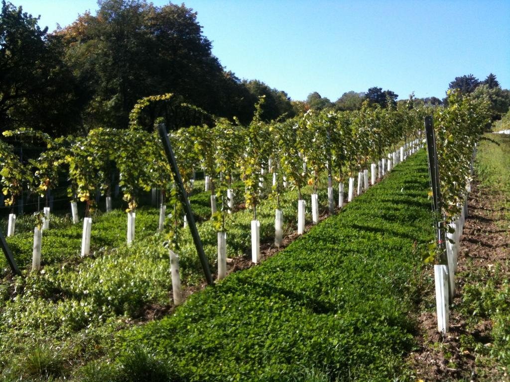Exquisites Gartenapartment In Eleganter Jugendstilvilla 비엔나 외부 사진
